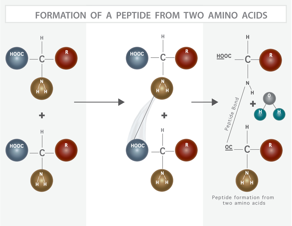 Formation of a peptide from two amino acids